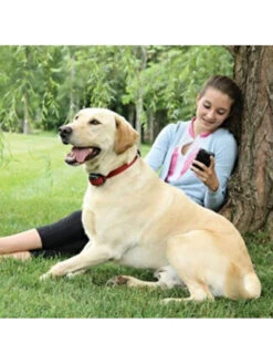 Collier Anti-fugue Chien Stay And Play Petsafe (15 à 71cm) -Nature Dog Promos Boutique collier anti fugue chien stay and play petsafe 15 a 71cm 2