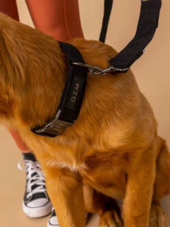 Collier En Velours Cotelé GEM -Nature Dog Promos Boutique collier en velours cotele gem sellerie chien 3