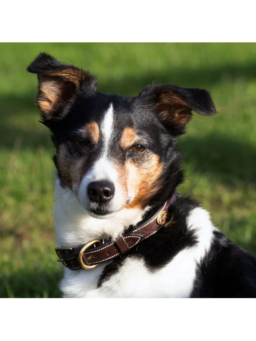 Collier Pour Chien Avec Surpiqure Decorative Dy'on 2 Collier Pour Chien Avec Surpiqure Decorative Dy'on – Image 2