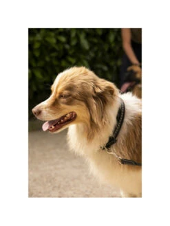 PÉNÉLOPE Collier Pour Chien Cuir Point Sellier Pénélope -Nature Dog Promos Boutique collier pour chien cuir point sellier penelope 2