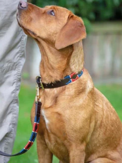 Collier Pour Chien Digby & Fox -Nature Dog Promos Boutique collier pour chien digby fox 4