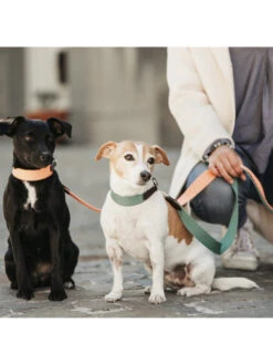 Collier Pour Chien Jacquart Kentucky