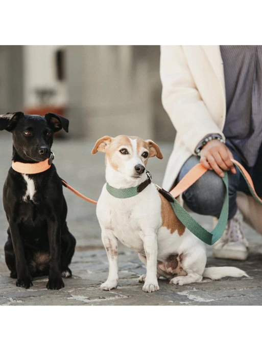 Collier Pour Chien Jacquart Kentucky 1 Collier Pour Chien Jacquart Kentucky