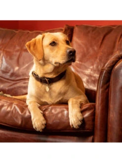 Collier Pour Chien Le Chameau