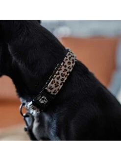 Collier Pour Chien Léopard Kentucky -Nature Dog Promos Boutique collier pour chien leopard kentucky 3