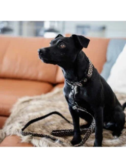 Collier Pour Chien Léopard Kentucky -Nature Dog Promos Boutique collier pour chien leopard kentucky 7