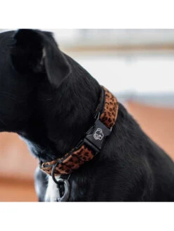 Collier Pour Chien Léopard Kentucky -Nature Dog Promos Boutique collier pour chien leopard kentucky 9