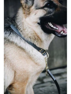 Collier Pour Chien Loop Kentucky