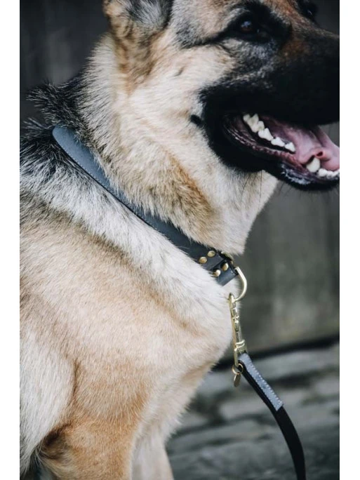 Collier Pour Chien Loop Kentucky 1 Collier Pour Chien Loop Kentucky