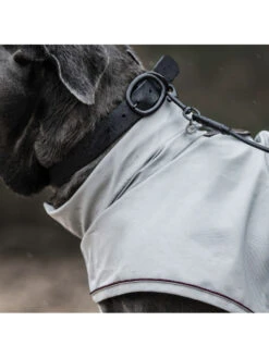 Collier Pour Chien Soft Rubber Kentucky -Nature Dog Promos Boutique collier pour chien soft rubber kentucky 2