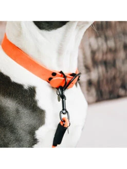 Collier Pour Chien Soft Rubber Kentucky -Nature Dog Promos Boutique collier pour chien soft rubber kentucky 3