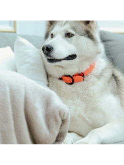 Collier Pour Chien Soft Rubber Kentucky -Nature Dog Promos Boutique collier pour chien soft rubber kentucky 4