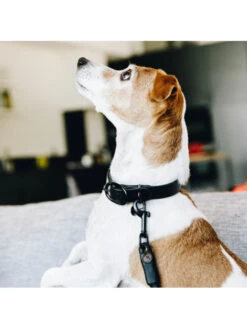 Collier Pour Chien Soft Rubber Kentucky -Nature Dog Promos Boutique collier pour chien soft rubber kentucky 5