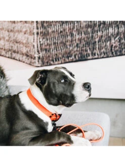 Collier Pour Chien Soft Rubber Kentucky -Nature Dog Promos Boutique collier pour chien soft rubber kentucky 7