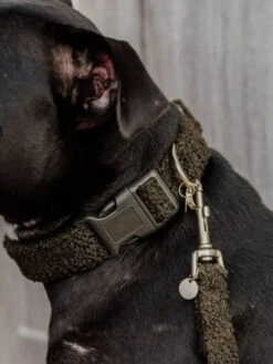 Collier Pour Chien Teddy Fleece Kentucky