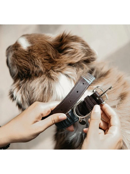 Collier Pour Chien Triangle Kentucky 2 Collier Pour Chien Triangle Kentucky – Image 2