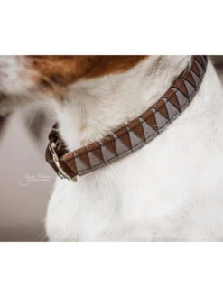 Collier Pour Chien Triangle Kentucky 11 Collier Pour Chien Triangle Kentucky -Nature Dog Promos Boutique collier pour chien triangle kentucky 5