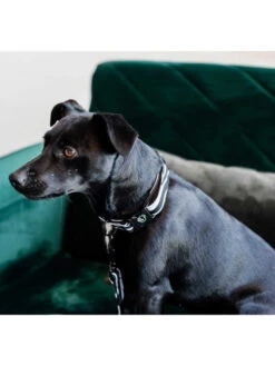 Collier Pour Chien Zebra Kentucky 5 Collier Pour Chien Zebra Kentucky -Nature Dog Promos Boutique collier pour chien zebra kentucky 2