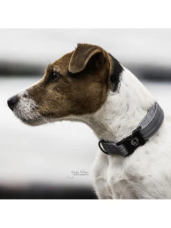 Collier Reflective Kentucky