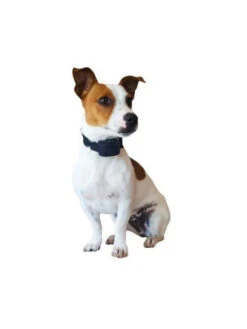 Collier Supplémentaire Num'axes Canifugue Small