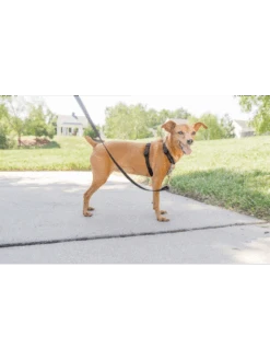 PetSafe Dispositif De Retenue Et Harnais3 En 1 Noir