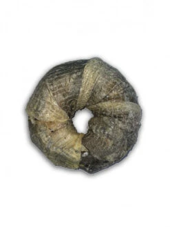 Donuts Avec Peau De Poisson Vrac