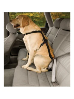 Kurgo Harnais De Sécurité Tru-Fit Pour Chien