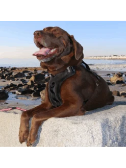 Kurgo Harnais - JOURNEY AIR - Noir 7 Kurgo Harnais - JOURNEY AIR - Noir -Nature Dog Promos Boutique harnais journey air noir 2