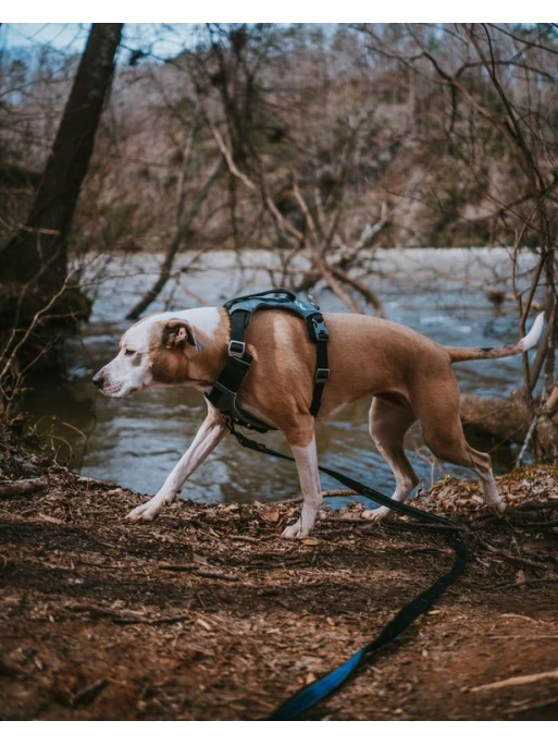 Kurgo Harnais - JOURNEY AIR - Noir 1 Kurgo Harnais - JOURNEY AIR - Noir