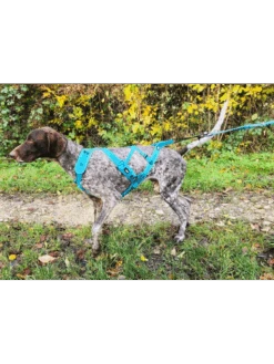 Harnais X-Back Phoenix ALM I-DOG -Nature Dog Promos Boutique harnais phoenix gamme alm bleu 2