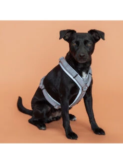 Harnais Pour Chien Active Reflective Kentucky