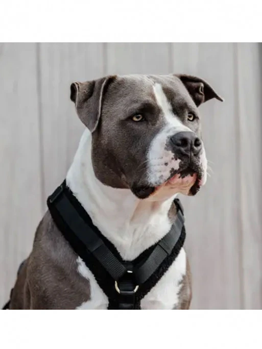 Harnais Pour Chien Active Teddy Fleece Kentucky 1 Harnais Pour Chien Active Teddy Fleece Kentucky