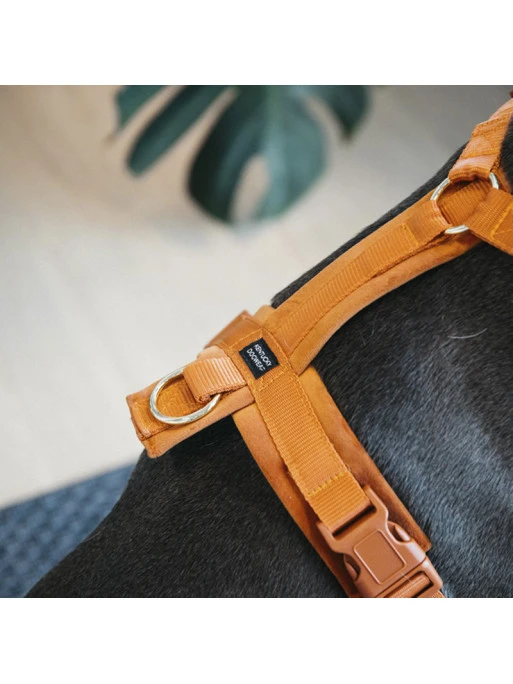 Harnais Pour Chien Actif Velvet Kentucky 1 Harnais Pour Chien Actif Velvet Kentucky