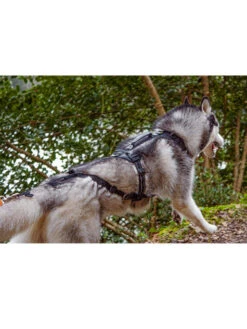 Harnais Raidlight I-Dog -Nature Dog Promos Boutique harnais raidlight i dog 3