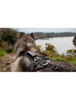 Harnais Raidlight I-Dog -Nature Dog Promos Boutique harnais raidlight i dog 4