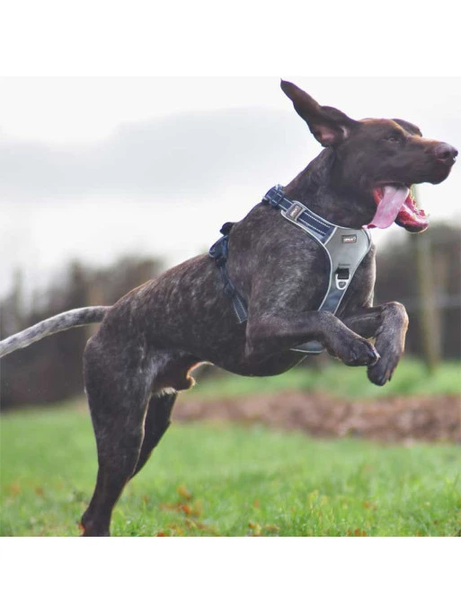 Harnais Style I-Dog 2 Harnais Style I-Dog – Image 2