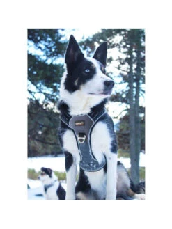 Harnais Style I-Dog 7 Harnais Style I-Dog -Nature Dog Promos Boutique harnais style i dog 3