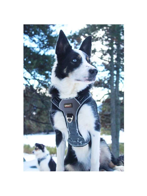 Harnais Style I-Dog 4 Harnais Style I-Dog – Image 4