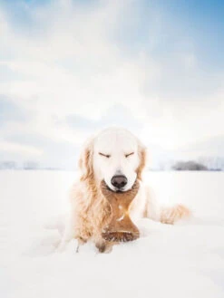 Jouet à Mâcher Dental Chew Benebone
