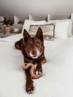 Jouet à Mâcher Et Distributeur De Friandises Tripebone Benebone 7 Jouet à Mâcher Et Distributeur De Friandises Tripebone Benebone -Nature Dog Promos Boutique jouet a macher distributeur de friandises tripebone benebone 2