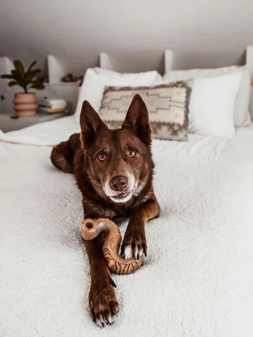 Jouet à Mâcher Et Distributeur De Friandises Tripebone Benebone 3 Jouet à Mâcher Et Distributeur De Friandises Tripebone Benebone – Image 3