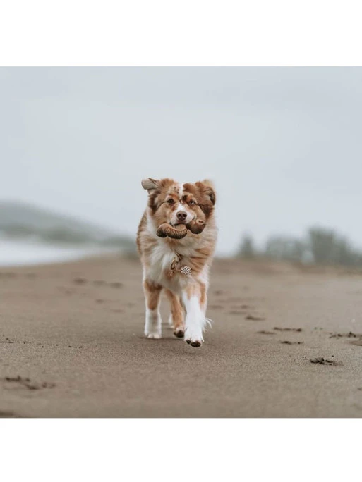 Jouet à Mâcher Et Distributeur De Friandises Tripebone Benebone 1 Jouet à Mâcher Et Distributeur De Friandises Tripebone Benebone