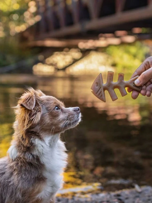 Jouet à Mâcher Fishbone Benebone 3 Jouet à Mâcher Fishbone Benebone – Image 3