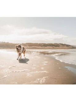 Jouet à Mâcher Fishbone Benebone