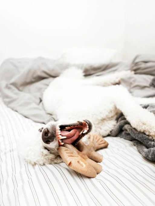 Jouet à Mâcher Fishbone Benebone 4 Jouet à Mâcher Fishbone Benebone – Image 4