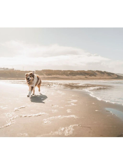 Jouet à Mâcher Fishbone Benebone 1 Jouet à Mâcher Fishbone Benebone