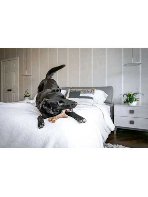 Jouet à Mâcher Stick Benebone 5 Jouet à Mâcher Stick Benebone – Image 5