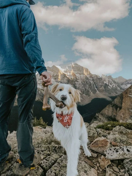 Jouet à Mâcher Wishbone Benebone 2 Jouet à Mâcher Wishbone Benebone – Image 2