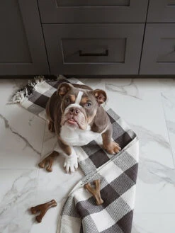 Jouet à Mâcher Wishbone Benebone 6 Jouet à Mâcher Wishbone Benebone -Nature Dog Promos Boutique jouet a macher wishbone benebone jouet a mastiquer chien 2