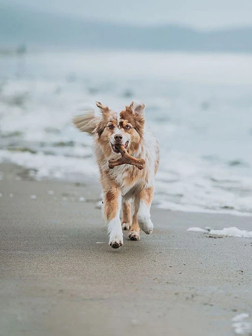 Jouet à Mâcher Wishbone Benebone 1 Jouet à Mâcher Wishbone Benebone